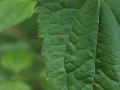 Anoplolepis gracilipes