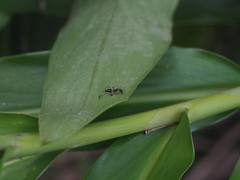 Anoplolepis gracilipes