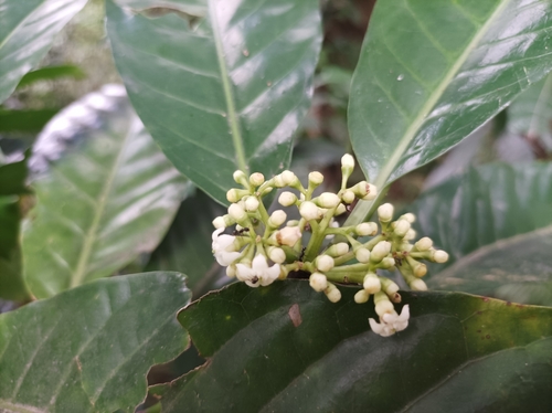 Eumachia trichostoma observed 2022-06-02