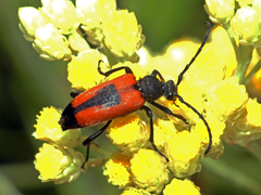 Stictoleptura cordigera