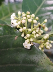 Eumachia
