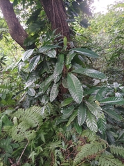 Eumachia
