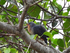 Zanclostomus javanicus