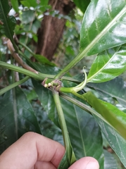Eumachia