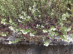 Scutellaria californica