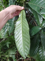 Eumachia