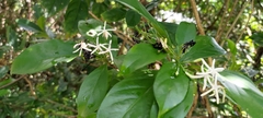 Tarenna gracilipes