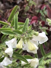 Scutellaria californica