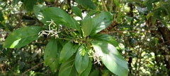 Tarenna gracilipes