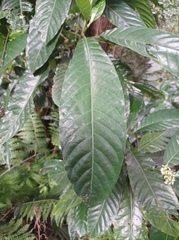 Eumachia