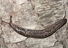 Limax maximus