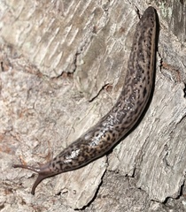 Limax maximus