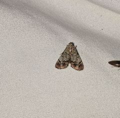 Epipaschia superatalis