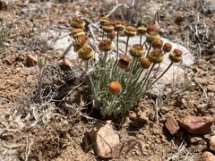 Erigeron aphanactis