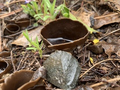 Dissingia leucomelaena