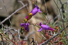 Eulonchus smaragdinus