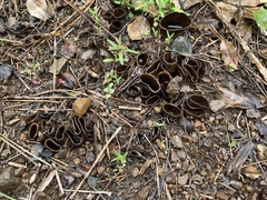 Dissingia leucomelaena