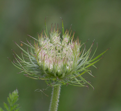 Daucus carota