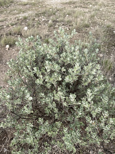 Leucophyllum frutescens