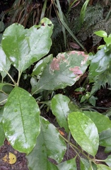 Corythoxestis zorionella