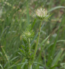 Daucus carota