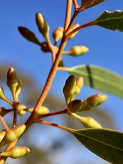 Eucalyptus oleosa oleosa