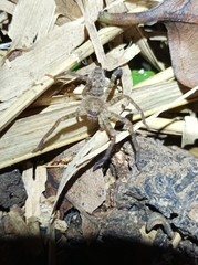 Heteropoda nobilis