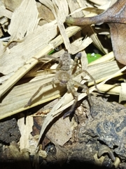 Heteropoda nobilis