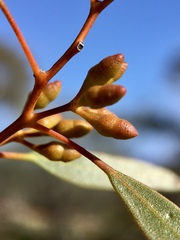 Eucalyptus oleosa oleosa