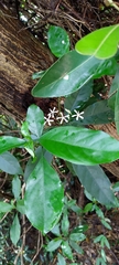 Tarenna gracilipes