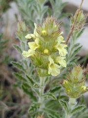 Sideritis fruticulosa
