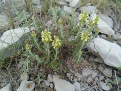 Sideritis fruticulosa