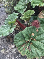 Gunnera insignis