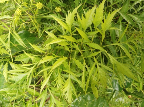 Polyscias fruticosa
