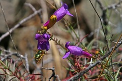 Eulonchus smaragdinus