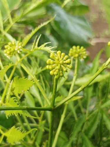 Polyscias fruticosa