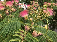 Albizia julibrissin
