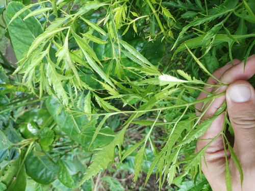 Polyscias fruticosa
