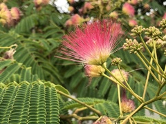 Albizia julibrissin
