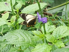 Belenois java peristhene