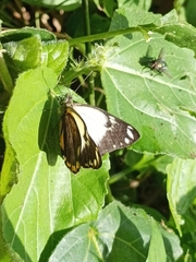 Belenois java peristhene