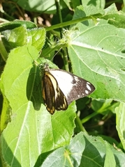 Belenois java peristhene