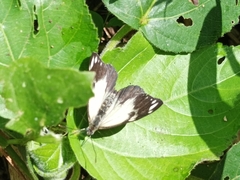 Belenois java peristhene