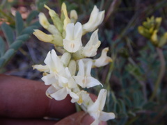 Astragalus curvicarpus