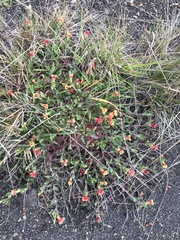 Oenothera epilobiifolia