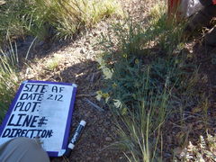 Astragalus curvicarpus