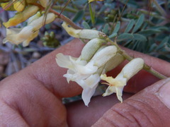 Astragalus curvicarpus