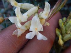 Astragalus curvicarpus