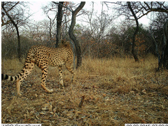 Acinonyx