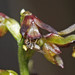 Genoplesium capparinum - Photo (c) mitchsmith, alguns direitos reservados (CC BY-NC)